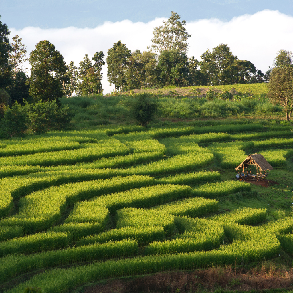 Chiang Mai